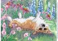 Corgi Dog Rolling in the Herbaceous Border