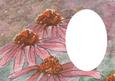 Coneflower Insert with Oval Aperture