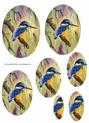 Kingfisher in the Woods