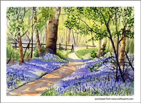 Bluebell Woods