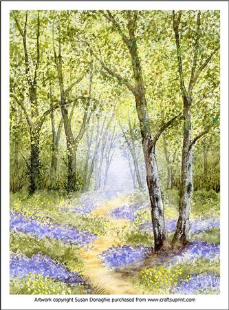 A Walk in Bluebell Woods