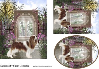 Cavalier King Charles Spaniel