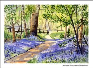 Bluebell Woods
