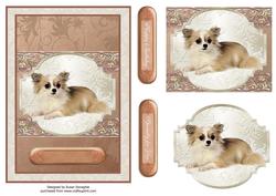 Cute Chihuahua