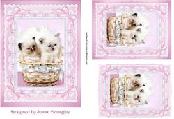 Kittens, Lace & Bows