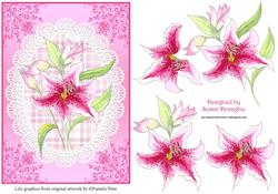Lily the Pink