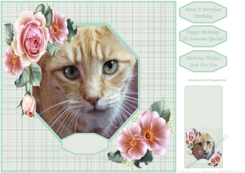 Gorgeous Charlie 8x8 - Lovable Pet Collection