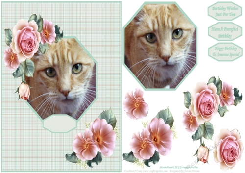 Gorgeous Charlie - Lovable Pet Collection