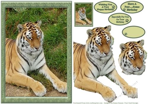 The Tiger Of Dartmoor Zoo