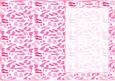 Shades of Pink Footprints Insert, with Borders
