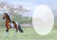 Beautiful Palamino Horse Insert