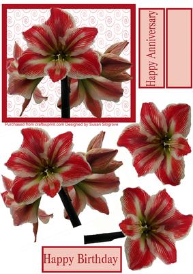 Amaryllis Swirls Step by Step
