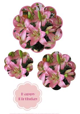 Scallope Lily