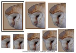 Barn Owl