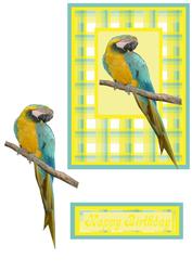 Parrot