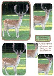 Deer in Early Morning Light