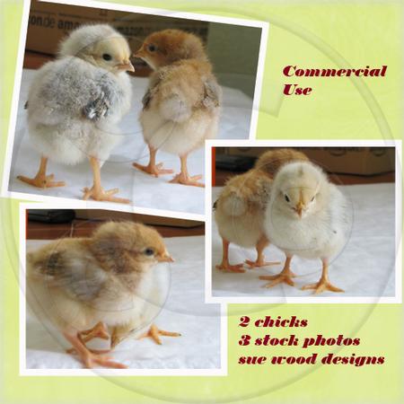 3 Stock Photos of 2 Chicks Commercial Use