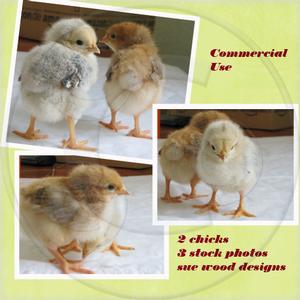 3 Stock Photos of 2 Chicks Commercial Use