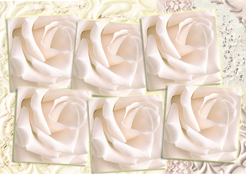 Only Roses 6