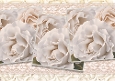 Only Roses 1
