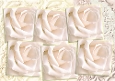 Only Roses 6