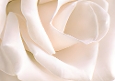 Only Roses 7