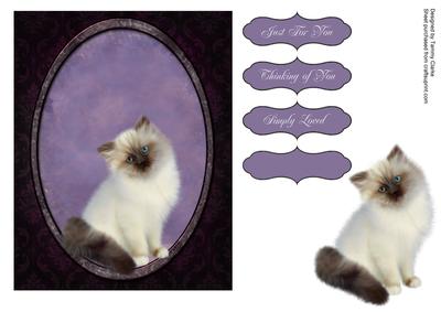 Sweet Ragdoll Kitten Card Topper