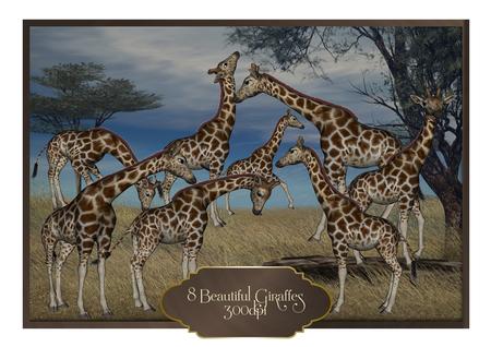 8 Beautiful Giraffes