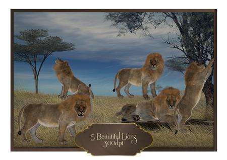 5 Beautiful Lions