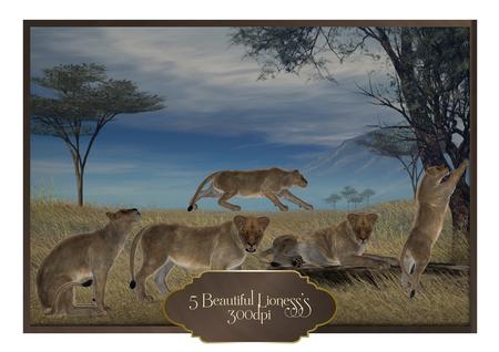 5 Beautiful Lioness's