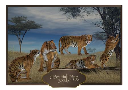5 Beautiful Tigers
