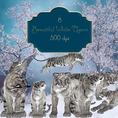 8 Beautiful White Tigers