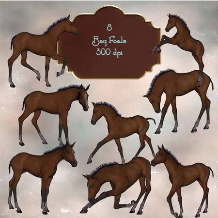 8 Beautiful Bay Foals
