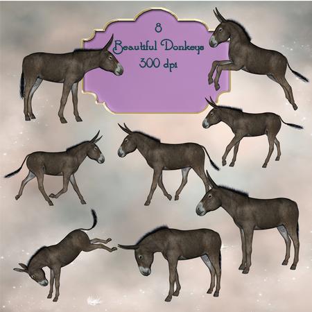 8 Beautiful Donkeys