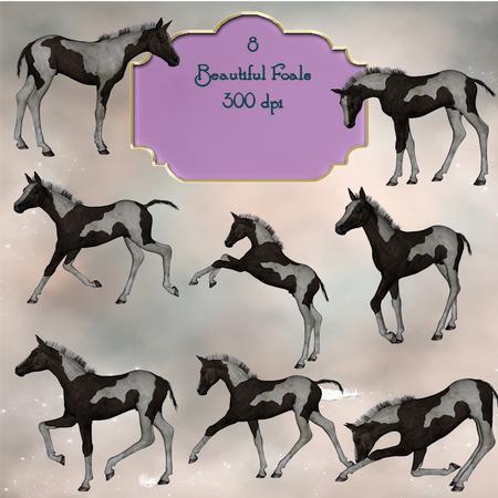 8 Beautiful Foals