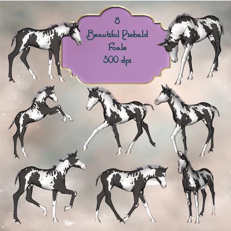 Beautiful Piebald Foals