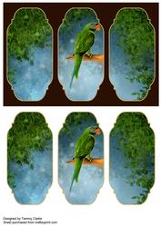 Beautiful Parrot Card Topper