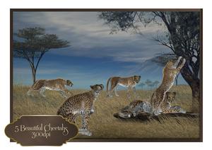 5 Beautiful Cheetahs