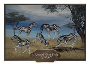 5 Beautiful Zebra Foals