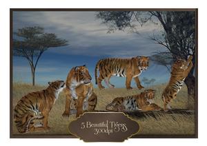 5 Beautiful Tigers