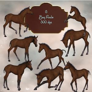 8 Beautiful Bay Foals
