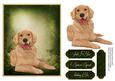 Man's Best Friend Otption 9