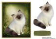 Sweet Kitten Card Topper 1