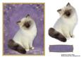 Sweet Kitten Card Topper 2
