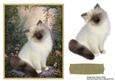 Sweet Kitten Card Topper 3