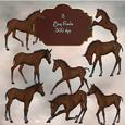 8 Beautiful Bay Foals
