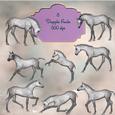 8 Beautiful Dapple Foals