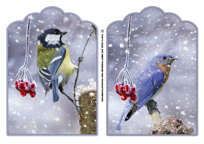 Winter Garden Birds