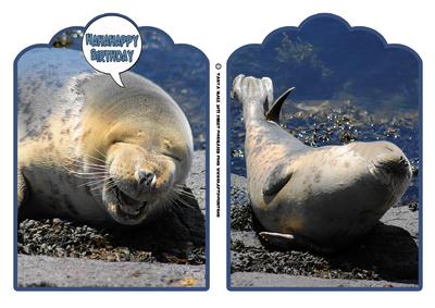 Laughing Seal and Snooty Seal Cards
