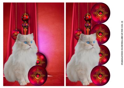 Cute White Cat Christmas Card Fronts